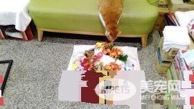 28岁长寿店猫初二离世 粉丝不舍祝福一路走好