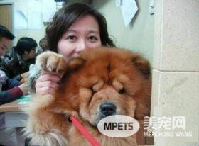 圆梦养鬆狮犬13年 向民众建议养米克斯是最好的