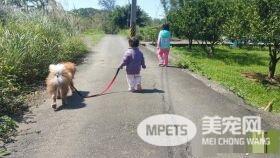 圆梦养鬆狮犬13年 向民众建议养米克斯是最好的