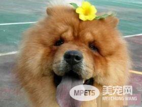 圆梦养鬆狮犬13年 向民众建议养米克斯是最好的