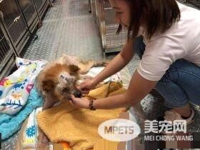 圆梦养鬆狮犬13年 向民众建议养米克斯是最好的