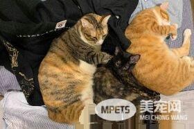 捣蛋喵变长颈族 大叫奴才赶快救驾！