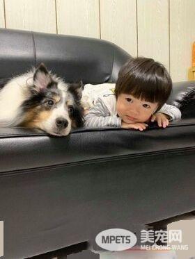汪星人镇妖符尿的意义深重 网友看出惊人事实!
