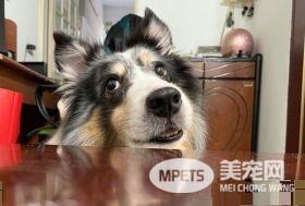 汪星人镇妖符尿的意义深重 网友看出惊人事实!