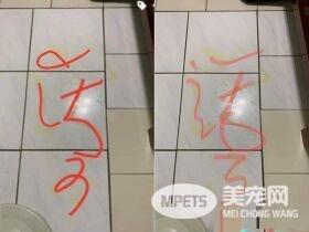 汪星人镇妖符尿的意义深重 网友看出惊人事实!