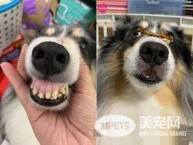 汪星人镇妖符尿的意义深重 网友看出惊人事实!