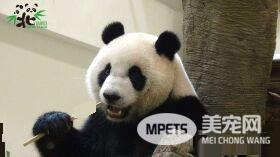 这个怪东西能吃? 试10天熊猫才愿吃水煮蛋
