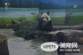 这个怪东西能吃? 试10天熊猫才愿吃水煮蛋