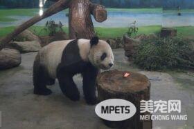 这个怪东西能吃? 试10天熊猫才愿吃水煮蛋