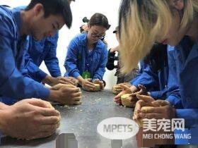这个怪东西能吃? 试10天熊猫才愿吃水煮蛋