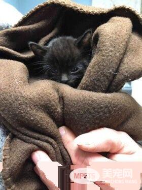一笼小猫被遗弃雪地 12条小生命差点白白送命
