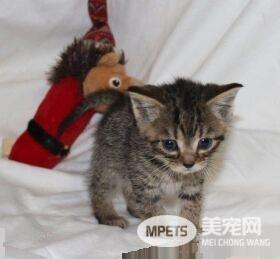 一笼小猫被遗弃雪地 12条小生命差点白白送命