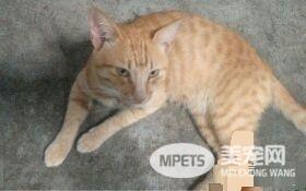马麻尿急要去上厕所 却发现金黄色物体在马桶内