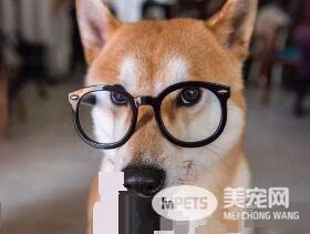 猫狗大战的前哨？ 啊柴严肃盯着桌上3只喵老大