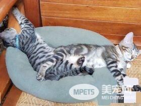 虎斑猫整只爬到爸爸头上 塞乃理毛景象超可爱