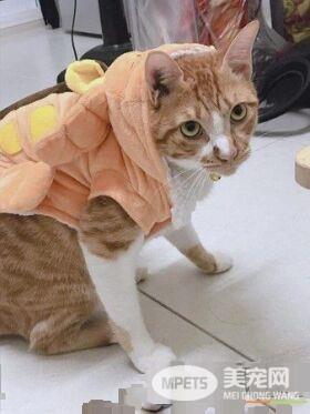 专业碰瓷护驾到 猫咪装死的精髓有抓到