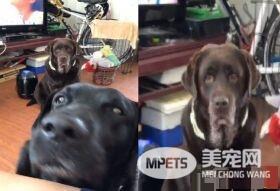 蛋壳剥开两汪星人眼神杀过来 主人压力超大