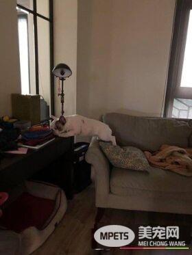 法斗身上有血迹？ 马麻回头看原来是偷吃优格