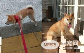 两个月不到增加2公斤 没想到竟长出游泳圈