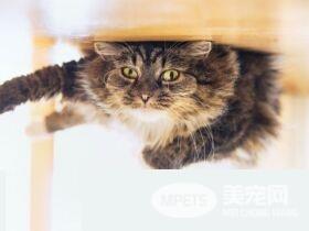 超有趣的无重力照 竟然意外地非常有飘浮感!