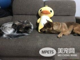 动物之家当志工 找到女友领养毛小孩变一家四口