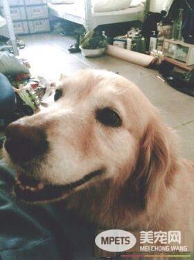 动物之家当志工 找到女友领养毛小孩变一家四口