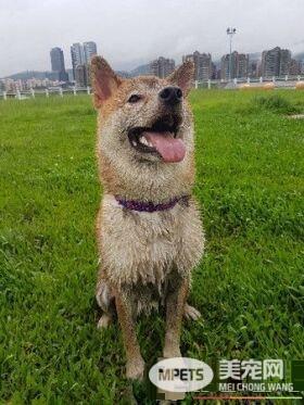 赤柴摇身一变成胡麻柴 好崩溃啊!超脏