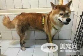 赤柴摇身一变成胡麻柴 好崩溃啊!超脏