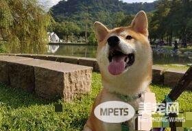 赤柴摇身一变成胡麻柴 好崩溃啊!超脏