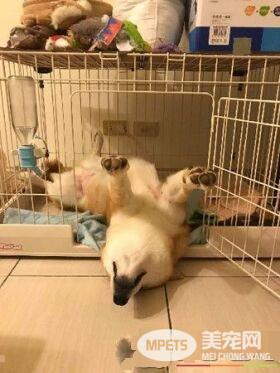 赤柴摇身一变成胡麻柴 好崩溃啊!超脏