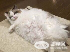 猫奴选购宠物专用的暖桌 没想到主子爱上包装纸箱