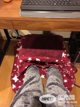 猫奴选购宠物专用的暖桌 没想到主子爱上包装纸箱