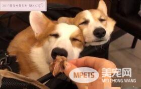 无法用食物诱拐的汪星人 美味当前两汪依然熟睡