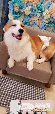 无法用食物诱拐的汪星人 美味当前两汪依然熟睡