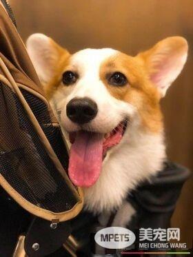 无法用食物诱拐的汪星人 美味当前两汪依然熟睡