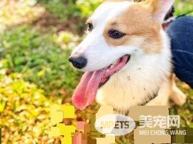 无法用食物诱拐的汪星人 美味当前两汪依然熟睡