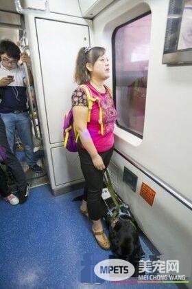 大陆导盲犬珍妮服务8年后退休 陪伴养老的新主人