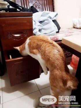 圣诞树遭喵皇侵犯 整棵圣诞树像是大型逗猫棒