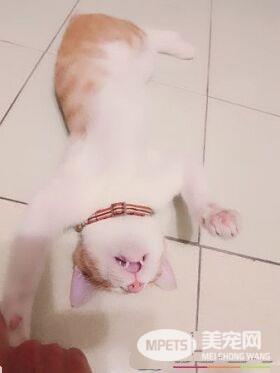 圣诞树遭喵皇侵犯 整棵圣诞树像是大型逗猫棒