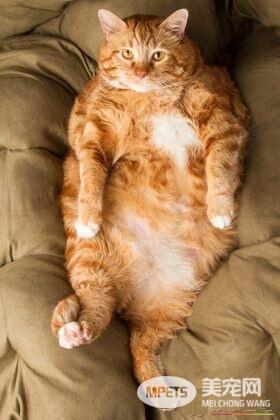 19公斤橘猫让人惊呆 因超胖身型一度声名大噪!