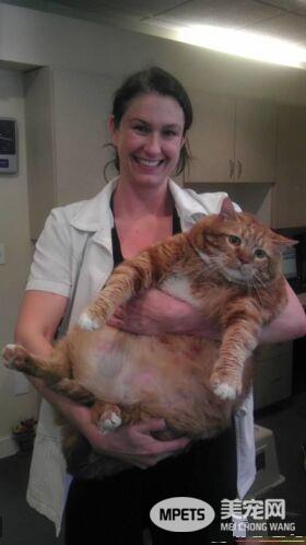 19公斤橘猫让人惊呆 因超胖身型一度声名大噪!
