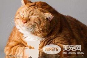 19公斤橘猫让人惊呆 因超胖身型一度声名大噪!