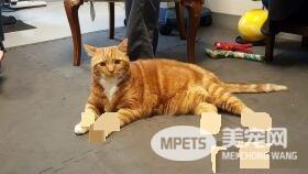 19公斤橘猫让人惊呆 因超胖身型一度声名大噪!
