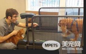 19公斤橘猫让人惊呆 因超胖身型一度声名大噪!