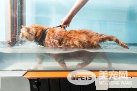 19公斤橘猫让人惊呆 因超胖身型一度声名大噪!