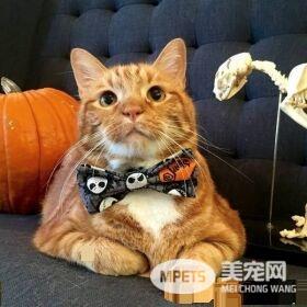 19公斤橘猫让人惊呆 因超胖身型一度声名大噪!