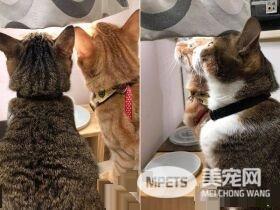 橘猫只要听到关键字吃饭 就会兴奋地凑上前讨食