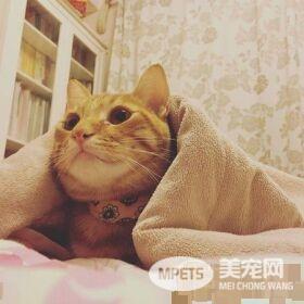 橘猫只要听到关键字吃饭 就会兴奋地凑上前讨食