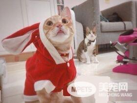 橘猫只要听到关键字吃饭 就会兴奋地凑上前讨食