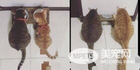 橘猫只要听到关键字吃饭 就会兴奋地凑上前讨食